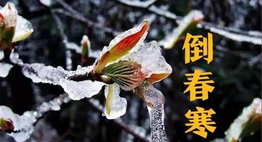 預(yù)防倒春寒，植物生長(zhǎng)調(diào)節(jié)劑有大用！(圖1)