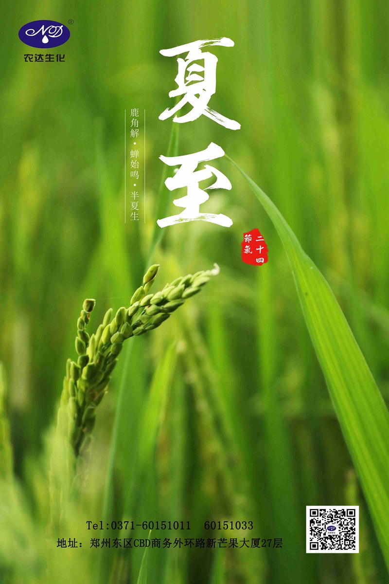 關(guān)注農(nóng)時——夏至(圖1)