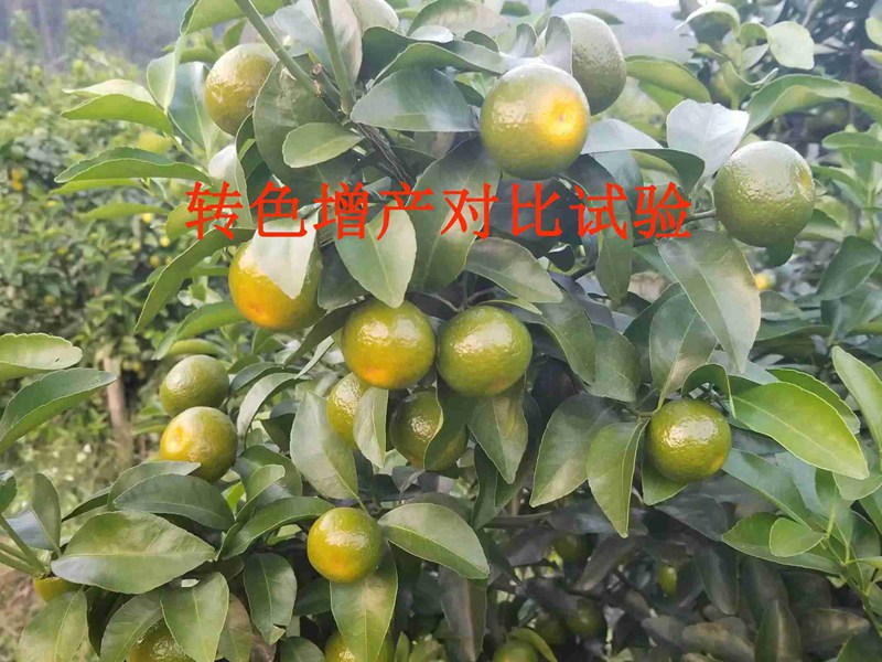 產(chǎn)品對比試驗——沃柑轉(zhuǎn)色增產(chǎn)(圖1)