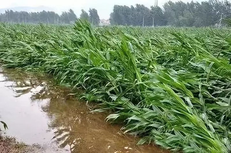 暴雨過后，玉米急需這樣補(bǔ)救！(圖1)