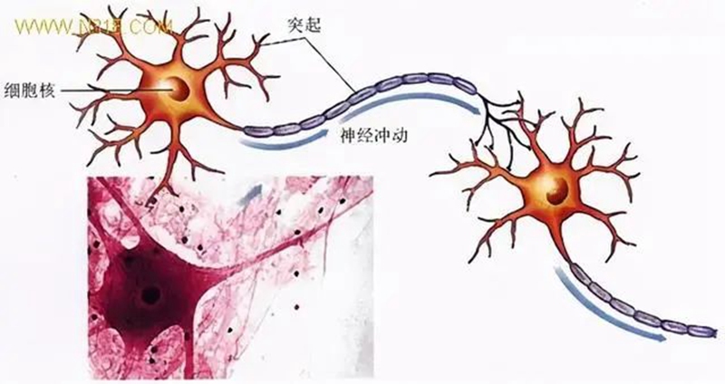 生物農(nóng)藥連續(xù)使用會(huì)不會(huì)產(chǎn)生抗藥性？(圖1)